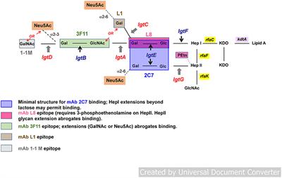 Targeting Lipooligosaccharide (LOS) for a Gonococcal Vaccine